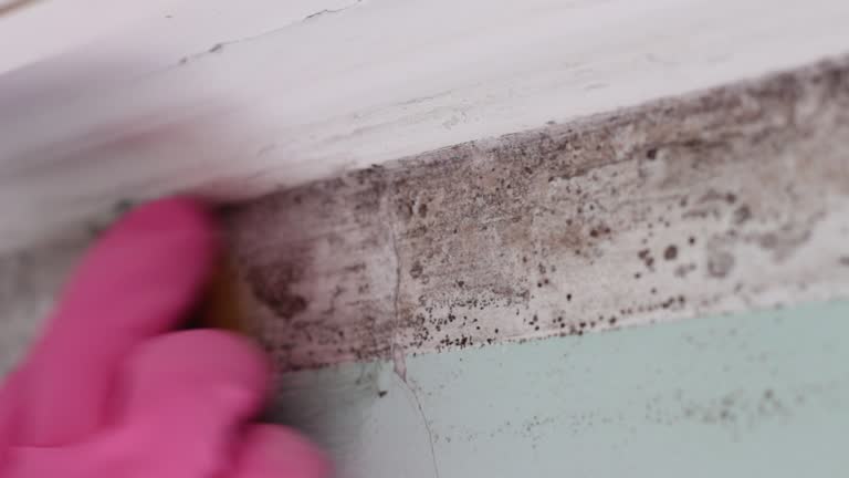 Best Dehumidification Services  in Bath, PA